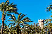 Towers of the former commercial school between Palms, Lonja de Mallorca, Palma de Mallorca, Mallorca, Spain