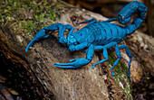 Scorpion, photographed under UV light, Ranomafana National Park, Madagascar