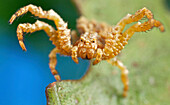 Crab Spider (Thomisidae) in defensive posture, Antananarivo, Madagascar