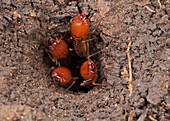 Termite (Macrotermes sp) group guarding nest entrance, Udzungwa Mountains National Park, Tanzania