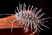 Woodlouse (Calmanesia sp), Mananara Nord National Park, Madagascar