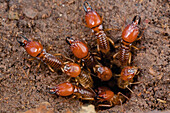 Termite (Macrotermes sp) soldiers guarding nest entrance, Udzungwa Mountains National Park, Tanzania