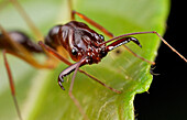 Ant (Odontomachus sp), Gunung Leuser National Park, Sumatra, Indonesia