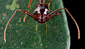 Ant (Odontomachus sp), Cat Tien National Park, Vietnam