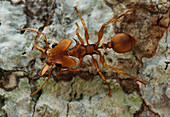 Large-headed Ant (Daceton armigerum), Yasuni National Park, Ecuador