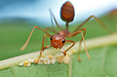 Green Tree Ant (Oecophylla smaragdina) guarding Mealybugs (Pseudococcidae), Angkor Wat, Cambodia
