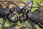Whip scorpion pair courting, Bukit Barisan Selatan National Park, Sumatra, Indonesia