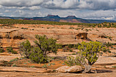 Utah Juniper (Juniperus osteosperma) and Pinon Pine (Pinus edulis) trees near Bears Ears mesas, Bears Ears National Monument, Utah