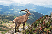 Alpine Ibex (Capra ibex) male in mountains, Alps, Switzerland