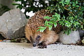 Brown-breasted Hedgehog (Erinaceus europaeus) in garden, Bavaria, Germany