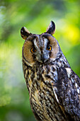 Long-eared Owl (Asio otus), Bavarian Forest National Park, Bavaria, Germany