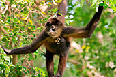 Black-handed Spider Monkey (Ateles geoffroyi) mother and young hanging in tree, Osa Peninsula, Costa Rica