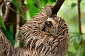 Brown-throated Three-toed Sloth (Bradypus variegatus) in tree, Osa Peninsula, Costa Rica