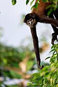 Black-handed Spider Monkey (Ateles geoffroyi) hanging in tree, Osa Peninsula, Costa Rica