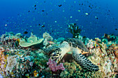 Hawksbill Sea Turtle (Eretmochelys imbricata) feeding on soft coral, Raja Ampat Islands, Indonesia
