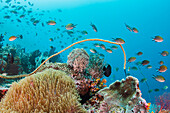 Coral reef, Raja Ampat Islands, Indonesia