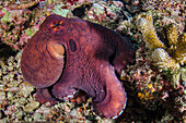 Reef Octopus (Octopus cyanea), Clark's Anemonefish (Amphiprion clarkii), and Magnificent Sea Anemone (Heteractis magnifica), Raja Ampat Islands, Indonesia