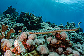 Broad-banded Blue Sea Krait (Laticauda semifasciata) in coral reef, Gili Air, Banda Sea, Indonesia