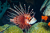 Spotfin Lionfish (Pterois antennata), Banda Sea, Indonesia