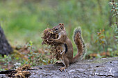 Douglas's Squirrel (Tamiasciurus douglasii) collecting nesting material, Alaska