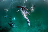 Blue-footed Booby (Sula nebouxii) group fishing underwater, Itabaca Channel, Santa Cruz Island, Galapagos Islands, Ecuador