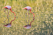 Greater Flamingo (Phoenicopterus ruber) pair foraging, Punta Cormorant, Floreana Island, Galapagos Islands, Ecuador