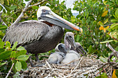 Brown Pelican (Pelecanus occidentalis) on nest with chicks, Academy Bay, Santa Cruz Island, Galapagos Islands, Ecuador