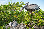 Brown Pelican (Pelecanus occidentalis) at nest with chicks, Academy Bay, Santa Cruz Island, Galapagos Islands, Ecuador