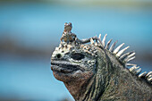 Galapagos Lava Lizard (Microlophus albemarlensis) on Marine Iguana (Amblyrhynchus cristatus), Punta Espinosa, Fernandina Island, Galapagos Islands, Ecuador