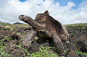 Chatham Island Tortoise (Chelonoidis nigra chathamensis), Galapaguera, San Cristobal Island, Galapagos Islands, Ecuador