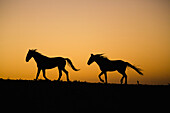 Namib Desert Horse (Equus caballus) pair running at sunset, Namib-Naukluft National Park, Namibia