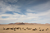 Namib Desert Horse (Equus caballus) group in desert at watering trough, Namib-Naukluft National Park, Namibia