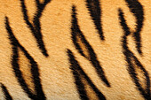 Sumatran Tiger (Panthera tigris sumatrae) fur, native to Sumatra