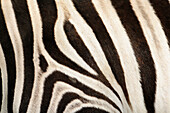 Damara Zebra (Equus burchellii antiquorum) fur, native to Africa