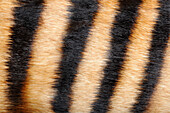 Zebra Duiker (Cephalophus zebra) fur, native to Africa