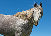 Domestic Horse (Equus caballus) in spring, Los Glaciares National Park, Patagonia, Argentina