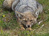 South American Gray Fox (Lycalopex griseus) sleeping, Los Glaciares National Park, Patagonia, Argentina