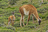 Guanaco (Lama guanicoe) mother grazing with cria, Torres del Paine National Park, Patagonia, Chile
