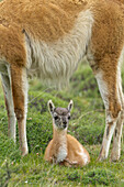Guanaco (Lama guanicoe) mother and cria, Torres del Paine National Park, Patagonia, Chile