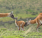 Guanaco (Lama guanicoe) cria sniffed by herd members, Torres del Paine National Park, Patagonia, Chile