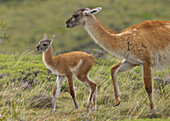 Guanaco (Lama guanicoe) mother and cria, Torres del Paine National Park, Patagonia, Chile