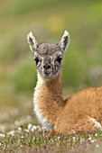 Guanaco (Lama guanicoe) cria, Torres del Paine National Park, Patagonia, Chile