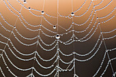 Spider web with dew, Garden Route National Park, South Africa