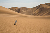 Tractrac Chat (Cercomela tractrac) in desert, Namibia