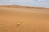 Anchieta's Desert Lizard (Meroles anchietae) in defensive posture in desert, Namibia