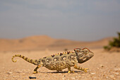 Namaqua Chameleon (Chamaeleo namaquensis) in desert, Namibia