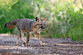 Common Gray Fox (Urocyon cinereoargenteus) trotting on dirt road, Palo Alto, Bay Area, California