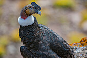 Andean Condor (Vultur gryphus) male, Coichel River, Patagonia, Chile