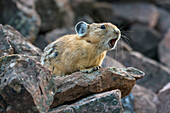 American Pika (Ochotona princeps) alarm calling, Bridger-Teton National Forest, Wyoming Range, Wyoming