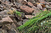 American Pika (Ochotona princeps) carrying plants for hay pile, Bridger-Teton National Forest, Wyoming Range, Wyoming